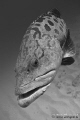   curious bass  